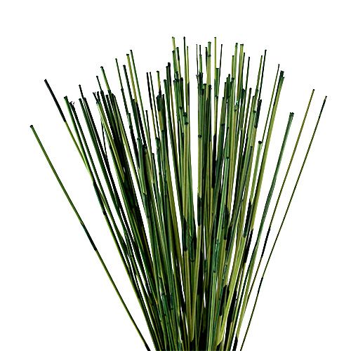 Floristik24 Tiges Vlei Reed 400 g vert foncé