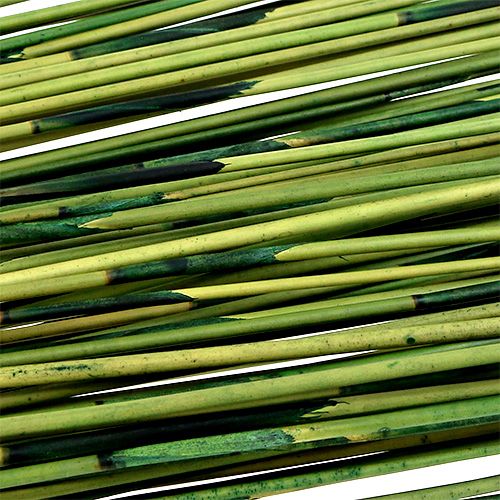 Floristik24 Tiges Vlei Reed 400 g vert foncé