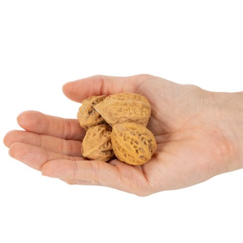 Coquilles de noix décoratives naturelles 4-5 cm, 300 g | Floristik24.fr
