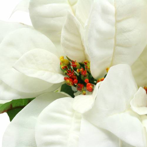 Poinsettia Bouquet Blanc 52cm
