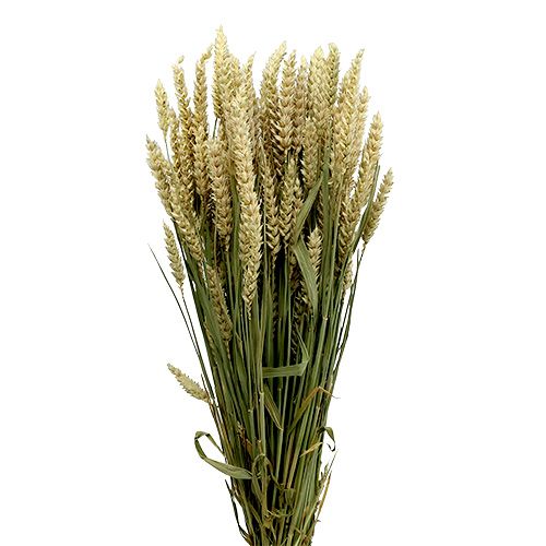 Floristik24 Bouquet de blé naturel déco blé 1 bouquet 150g