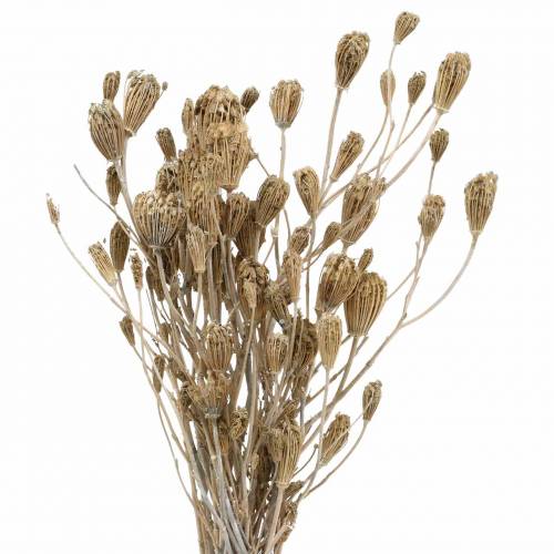 Floristik24 Bouquet de fleurs sauvages, millefeuille naturel, blanc lavé 30–60cm 150g