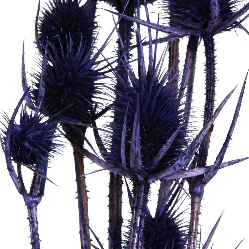 Article Cardère sauvage Fleurs séchées Cardère Chardons Violet 55cm 10 têtes