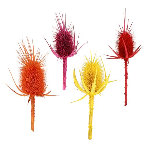 Article Têtes de cardons sauvages Dispacus teints séchés 3-6cm 1kg
