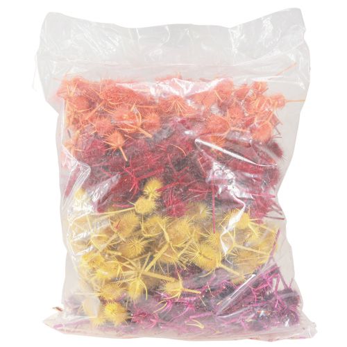 Article Têtes de cardons sauvages Dispacus teints séchés 3-6cm 1kg