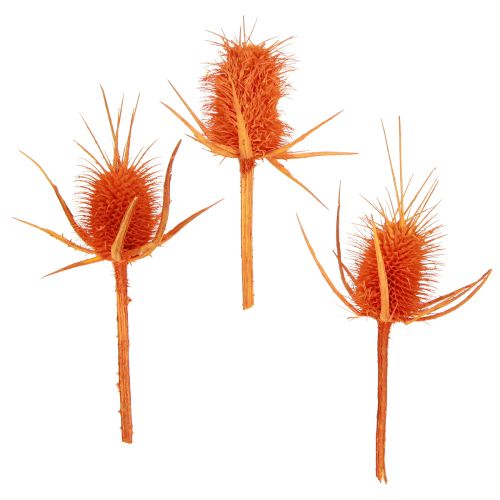 Floristik24 Cardère sauvage Cardère orange Chardon séché Décoration 1kg
