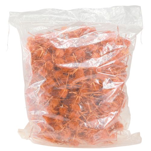 Article Cardère sauvage Cardère orange Chardon séché Décoration 1kg