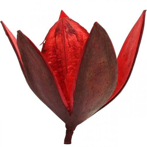 Article Lys sauvage rouge décoration naturelle fleurs séchées 6-8cm 50pcs