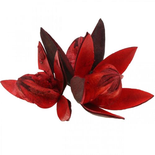 Floristik24 Lys sauvage rouge décoration naturelle fleurs séchées 6-8cm 50 pcs