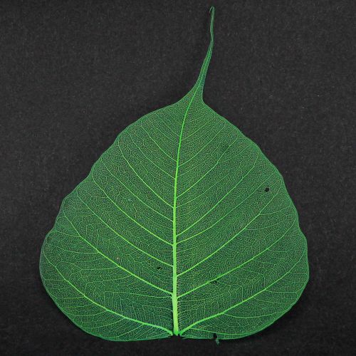 Article Feuilles de saule squelettisées vertes, décoration naturelle, 200 pièces