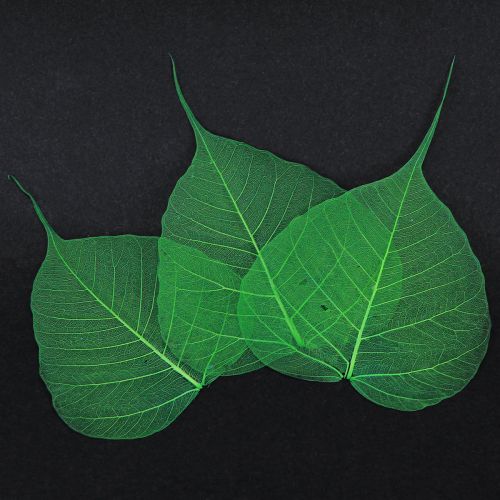 Article Feuilles de saule squelettisées vertes, décoration naturelle, 200 pièces