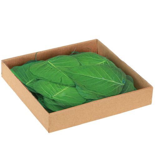 Article Feuilles de saule squelettisées vertes, décoration naturelle, 200 pièces
