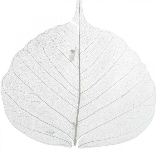 Article Feuilles de squelette blanchies Feuilles de saule squelettées 8-10cm 300pcs