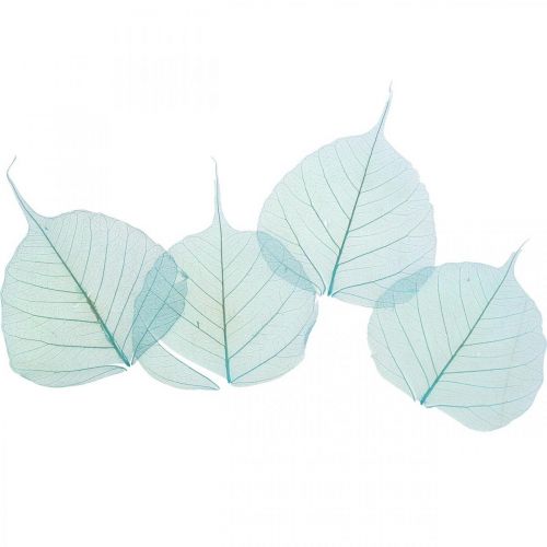 Floristik24 Feuilles de saule, feuilles de saule naturelles, feuilles séchées squelettées bleu turquoise 200pcs