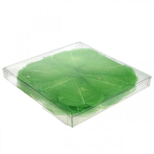Floristik24 Feuilles de saule squelettisées, décoration printanière, feuilles décoratives vertes 200 pièces