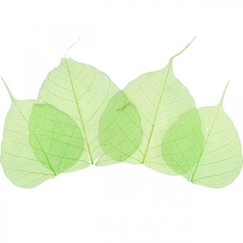 Floristik24 Feuilles de saule squelettisées, décoration printanière, feuilles décoratives vertes 200 pièces