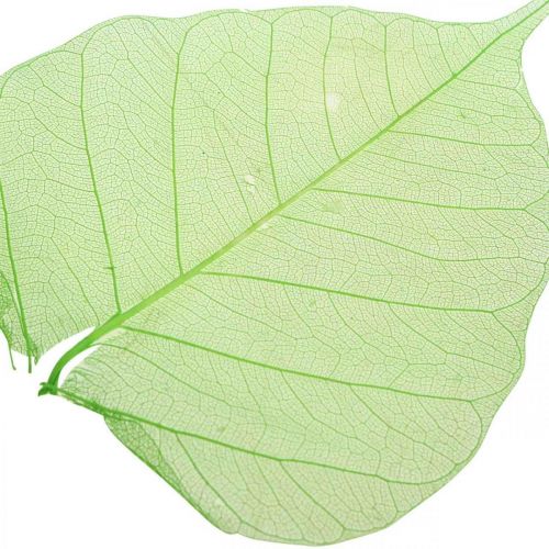 Floristik24 Feuilles de saule squelettisées, décoration printanière, feuilles décoratives vertes 200 pièces