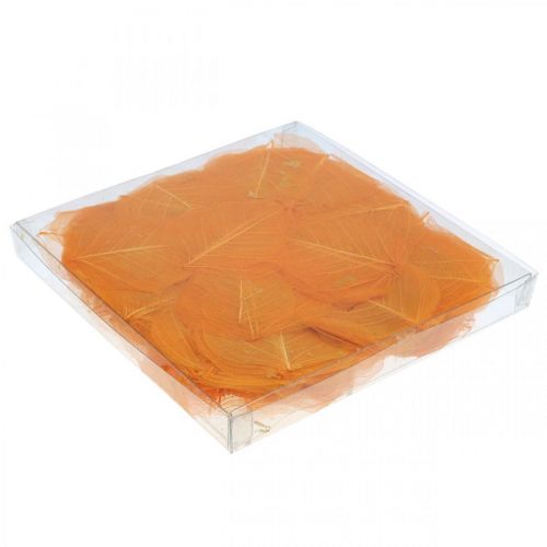 Floristik24 Feuilles de saule squelettées orange décoration sèche 200 pcs