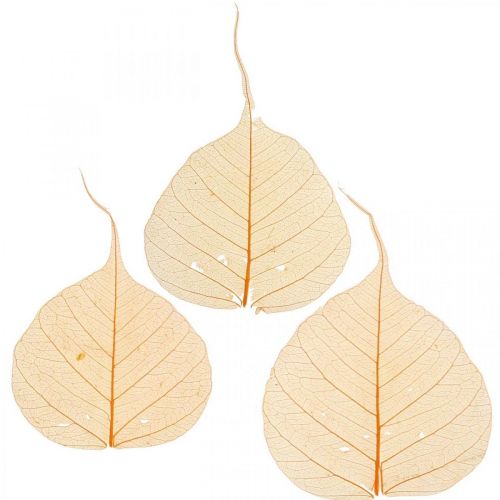 Feuilles de saule squelette orange déco sèche 200p