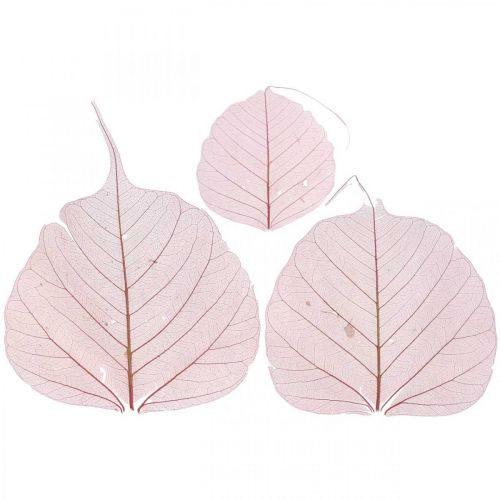 Floristik24 Feuilles de squelette Feuilles de saule squelettées vieux rose 10-15cm 200 pcs