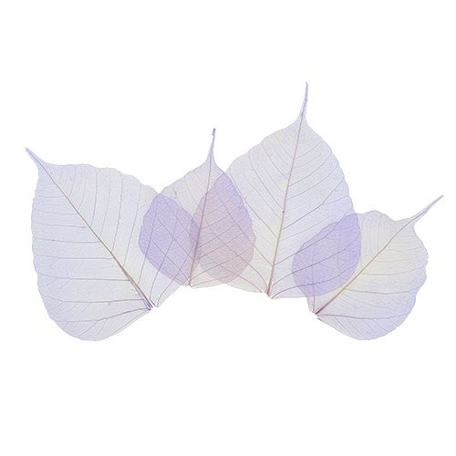 Floristik24 Feuilles de saule squelettées violet clair 200 pcs.