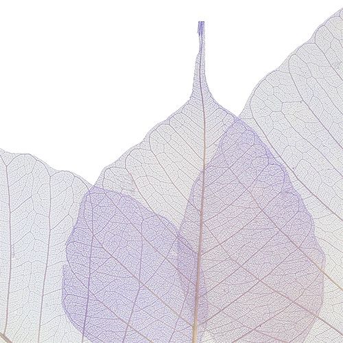 Article Squelettes de feuilles de saule violet clair (200 p.)