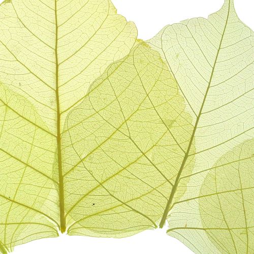 Floristik24 Feuilles de saule squelettées jaunes, mélange 200 pcs