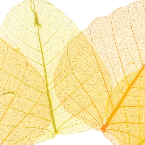 Floristik24 Feuilles de saule squelettées jaune, orange 200 pcs