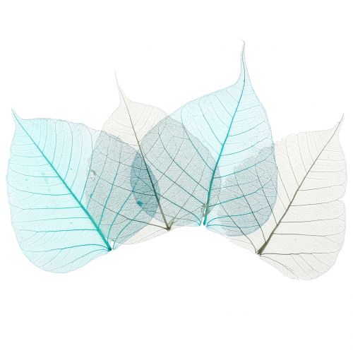 Floristik24 Feuilles de saule squelettées gris, turquoise 200 pcs