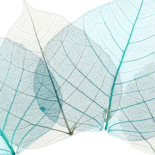 Floristik24 Feuilles de saule squelettées gris, turquoise 200 pcs