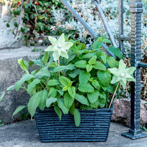 Article Moulin à Vent Mini Vert-Blanc Ø9cm 12p