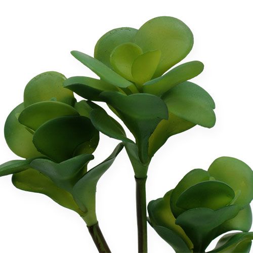 Floristik24 Kalanchoé à fleurs en thyrse vert 25 cm 3 p