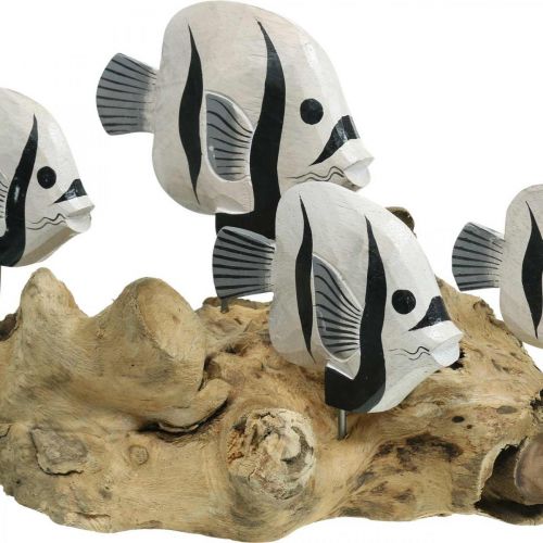 Floristik24 Présentoir décoratif en bois de racine de poisson sur pied Décoration maritime 38cm
