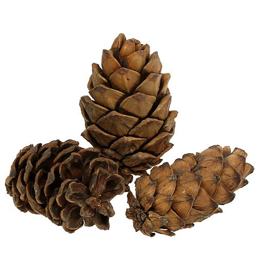 Cônes nature 9cm - 10cm 6 pcs