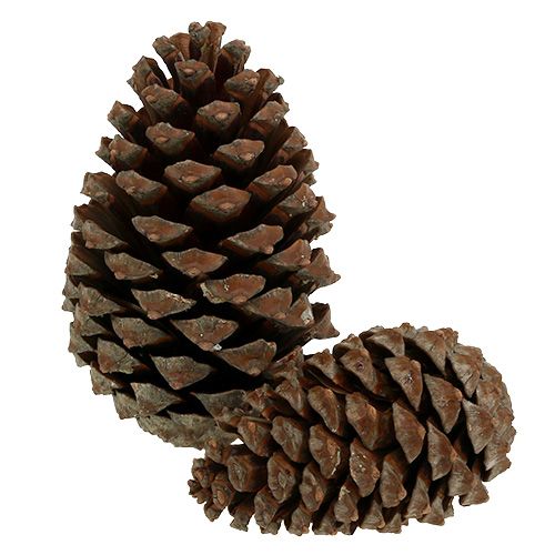 Floristik24 Cônes Pinus Maritima 10cm - 15cm naturel 3pcs