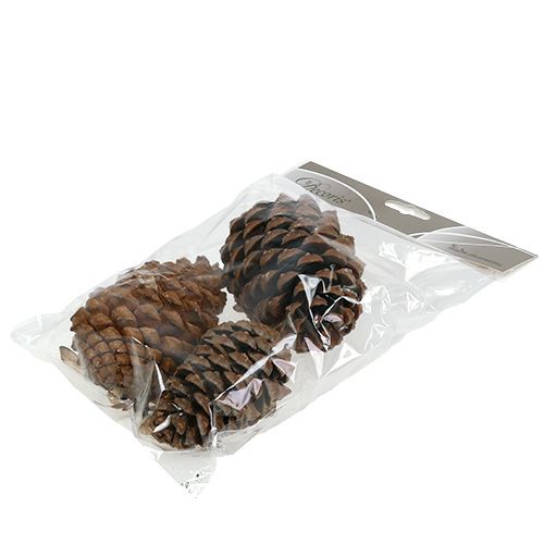 Article Cônes Pinus Maritima 10cm - 15cm Naturel 3 pcs