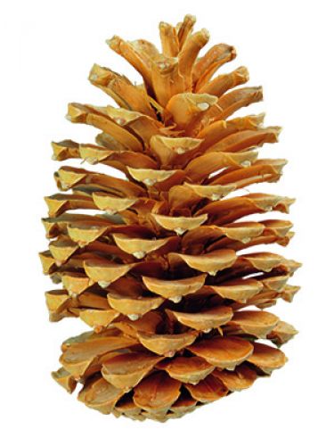 Floristik24 Maritima cornets crème/vanille mélangés 25pcs ANCIEN ARTICLE