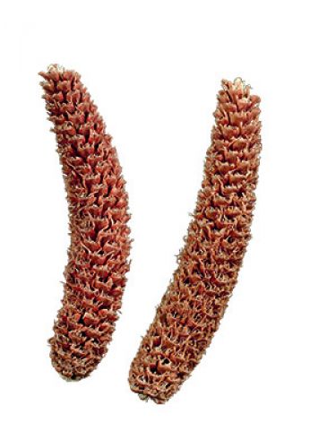 Floristik24 Cônes d'épicéa naturels, râpés, 2kg