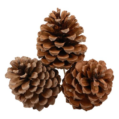 Article Cônes Maritima Pin Maritime Naturel 5-10cm sur bâton 50 pièces