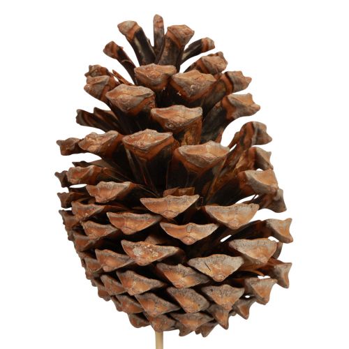 Article Cônes Maritima Pin Maritime Naturel 5-10cm sur bâton 50 pièces