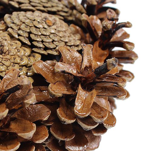 Floristik24 Couronne de pommes de pin Cônes naturels Vernie clair Ø25cm