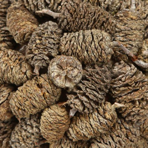 Floristik24 Boule conique pour suspendre des cônes d&#39;aulne blanchis 12 cm
