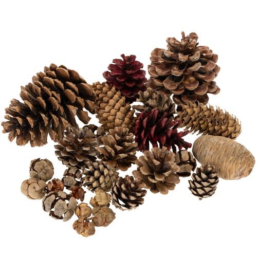 Mélange de pommes de pin naturelles pour décoration et bricolage 2 à 10 cm 400 g