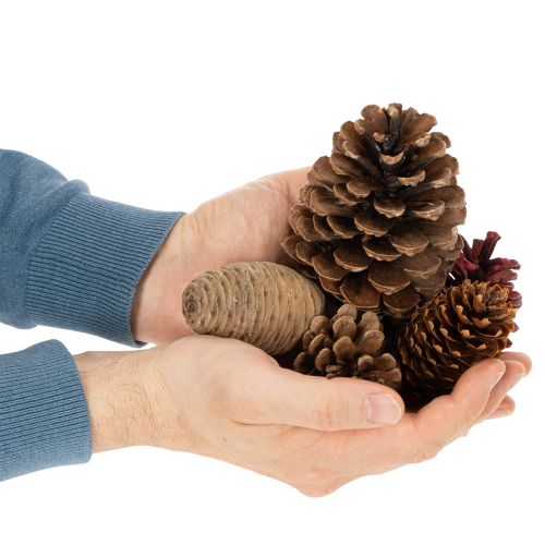 Mélange de pommes de pin naturelles pour décoration et bricolage 2 à 10 cm 400 g | Floristik24.fr
