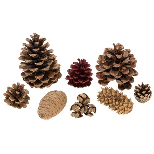 Mélange de pommes de pin naturelles pour décoration et bricolage 2 à 10 cm 400 g | Floristik24.fr