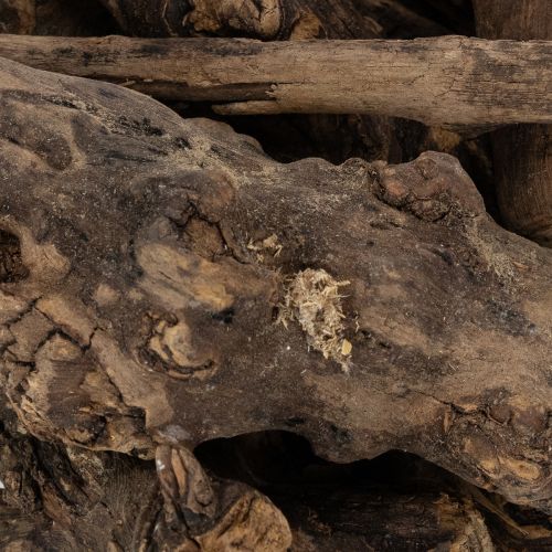 Article Des racines décoratives en bois enchanteresses pour votre maison