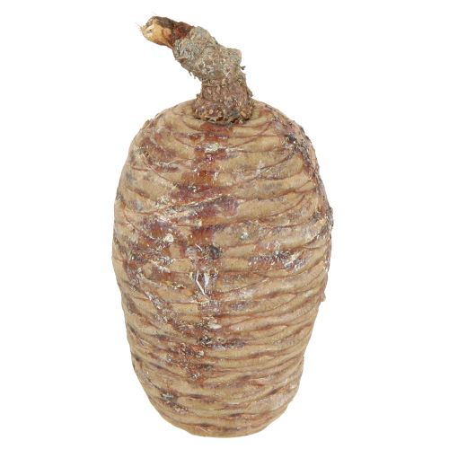 Floristik24 Cônes de cèdre cèdre décoratif naturel 9-10,5cm 3 pcs