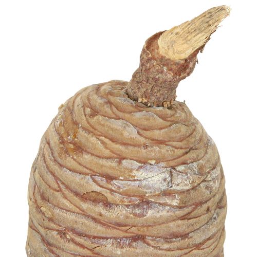 Article Cônes de cèdre cèdre décoratif naturel 9-10,5cm 3 pcs