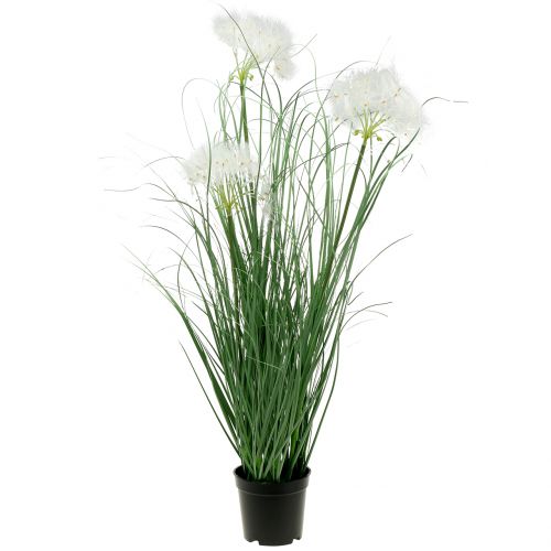 Floristik24 Herbe ornementale aux graines blanches vert H73cm