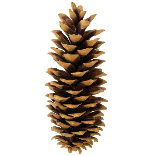 Article Pommes de pin en sucre naturelles 20-25 cm
